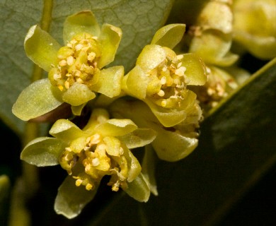 Umbellularia californica