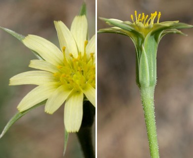 Uropappus lindleyi