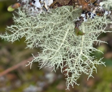 Usnea cornuta