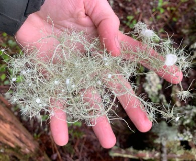 Usnea subfusca
