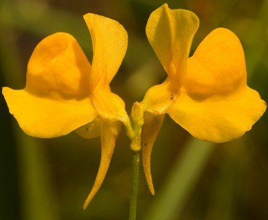 Utricularia cornuta