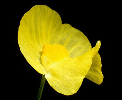 Utricularia gibba