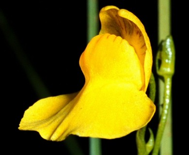 Utricularia intermedia