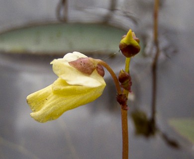 Utricularia minor