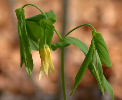 Uvularia grandiflora