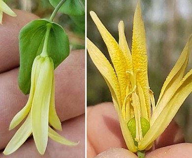 Uvularia perfoliata