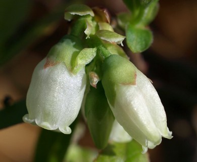 Vaccinium angustifolium