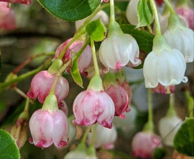 Vaccinium arboreum