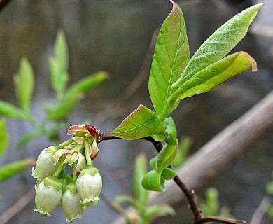 Vaccinium corymbosum