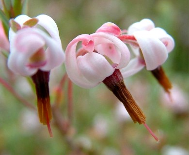 Vaccinium macrocarpon