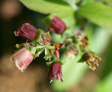 Vaccinium myrtilloides