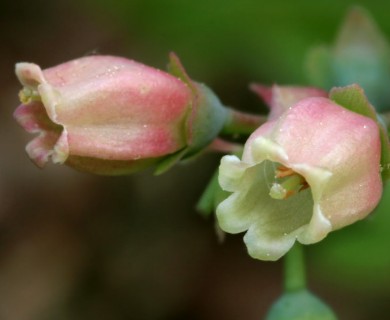 Vaccinium pallidum