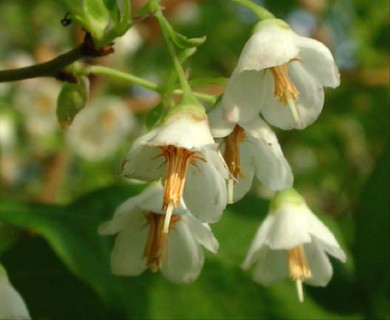 Vaccinium stamineum