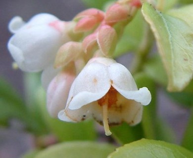 Vaccinium vitis-idaea