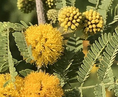 Vachellia farnesiana