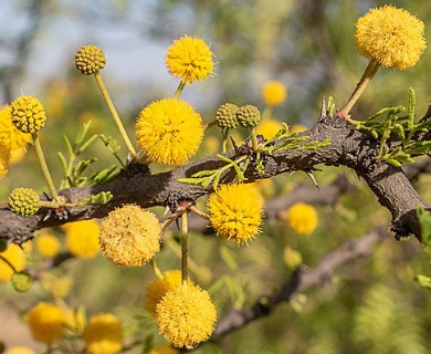 Vachellia schaffneri
