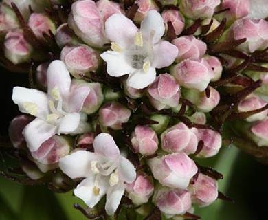 Valeriana sitchensis