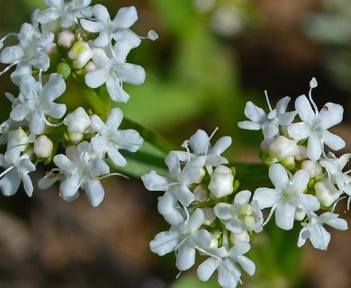 Valerianella amarella