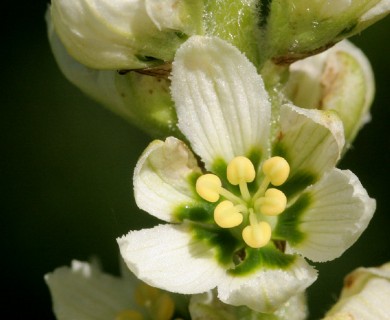 Veratrum californicum