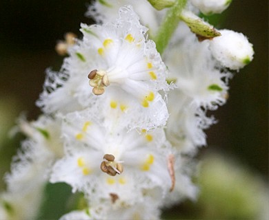 Veratrum fimbriatum