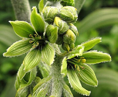 Veratrum viride