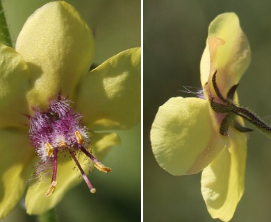 Verbascum blattaria