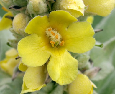 Verbascum thapsus