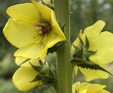 Verbascum virgatum