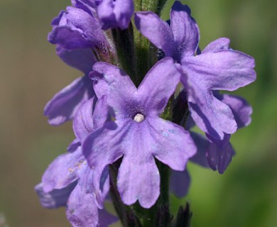 Verbena stricta