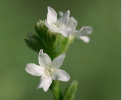 Verbena urticifolia