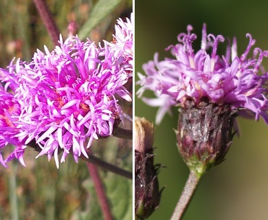 Vernonia greggii