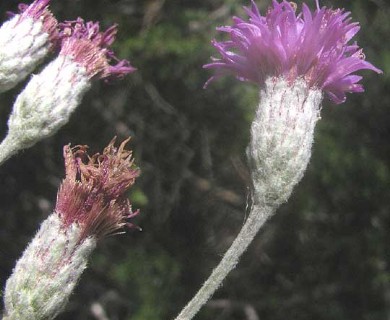 Vernonia lindheimeri