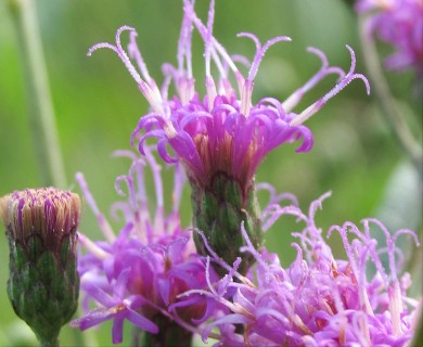 Vernonia missurica