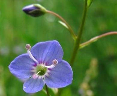 Veronica americana