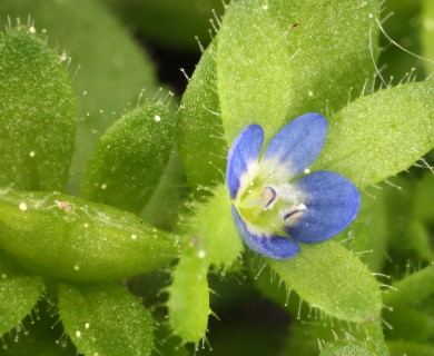 Veronica arvensis