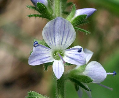 Veronica officinalis