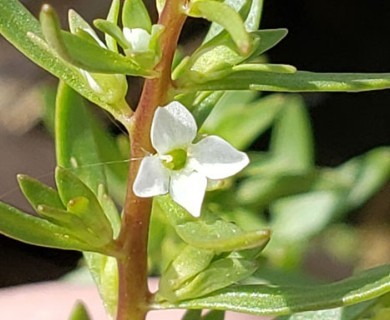 Veronica peregrina