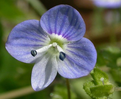 Veronica persica