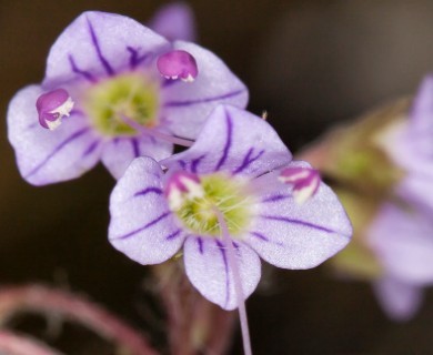 Veronica regina-nivalis