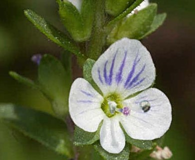 Veronica serpyllifolia