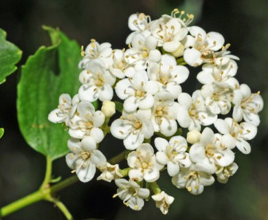 Viburnum ellipticum