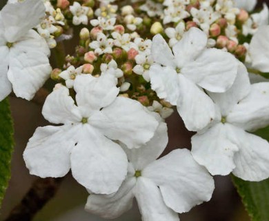 Viburnum lantanoides