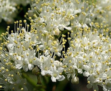 Viburnum lentago