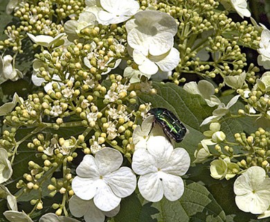 Viburnum opulus