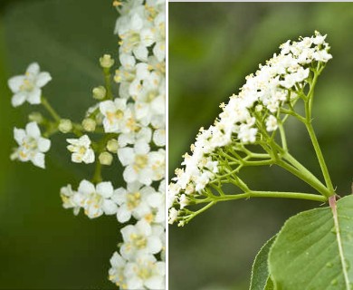 Viburnum prunifolium