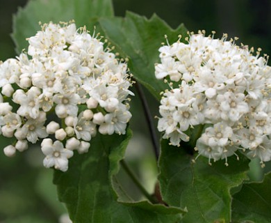 Viburnum rafinesqueanum