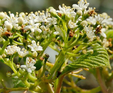 Viburnum sieboldii