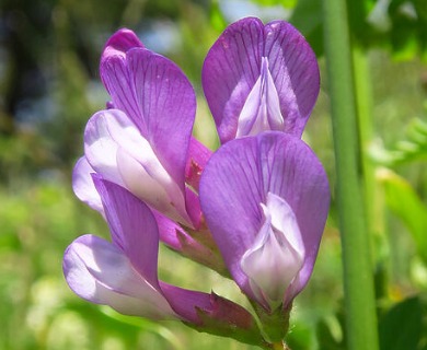 Vicia americana