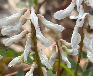 Vicia caroliniana