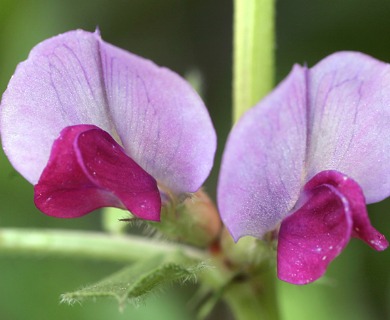 Vicia sativa